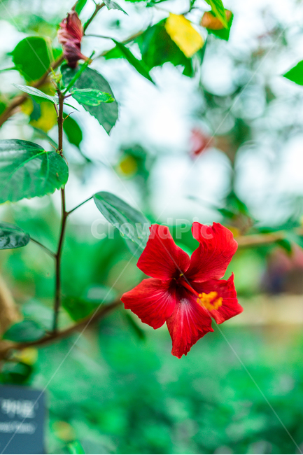 꽃,식물,빨간꽃,빨간색,꽃잎,식물,자연,plants,nature,꽃,flower