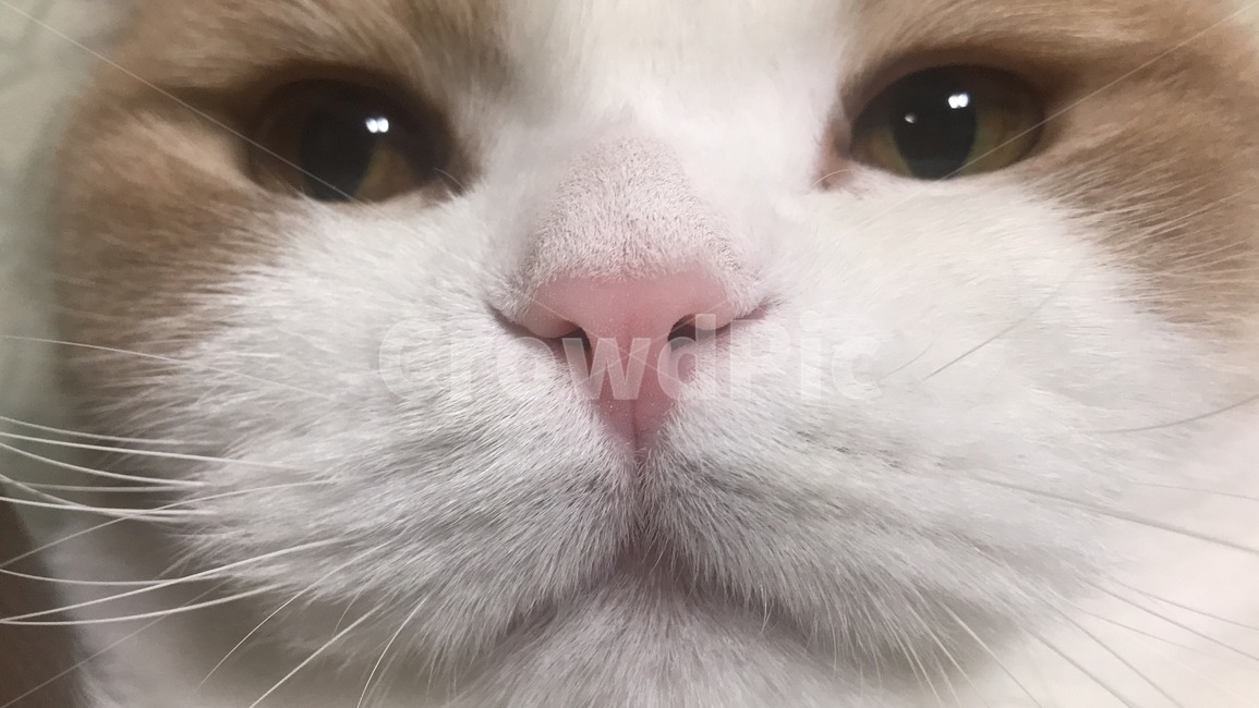 스코티쉬폴드,cat,집냥이,고양이,고양이얼굴