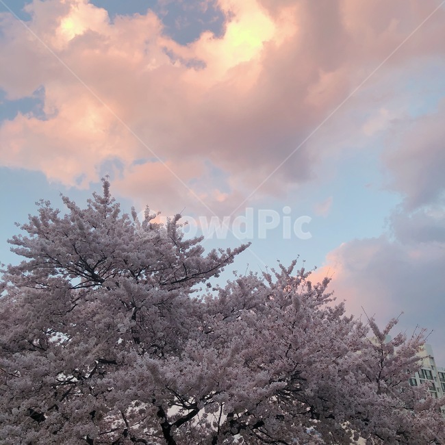 벚꽃,핑크,하늘,핑크색하늘,봄하늘,핑크하늘,봄,분홍색하늘,꽃,flower,plant,식물,cherryblossom,봄,계절,spring,season,식물,자연,plants,nature,꽃,flower