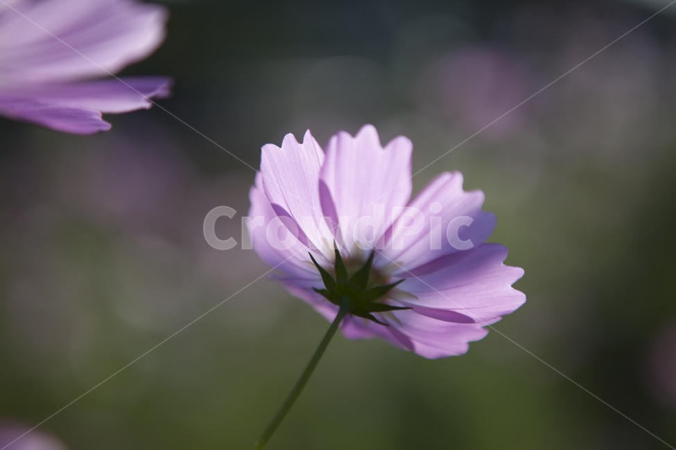 가을,코스모스,꽃잎,역광,꽃,식물,자연,가을,계절,fall,autumn,season,식물,자연,plants,nature,꽃,flower,plant,geranium,제라늄,blossom