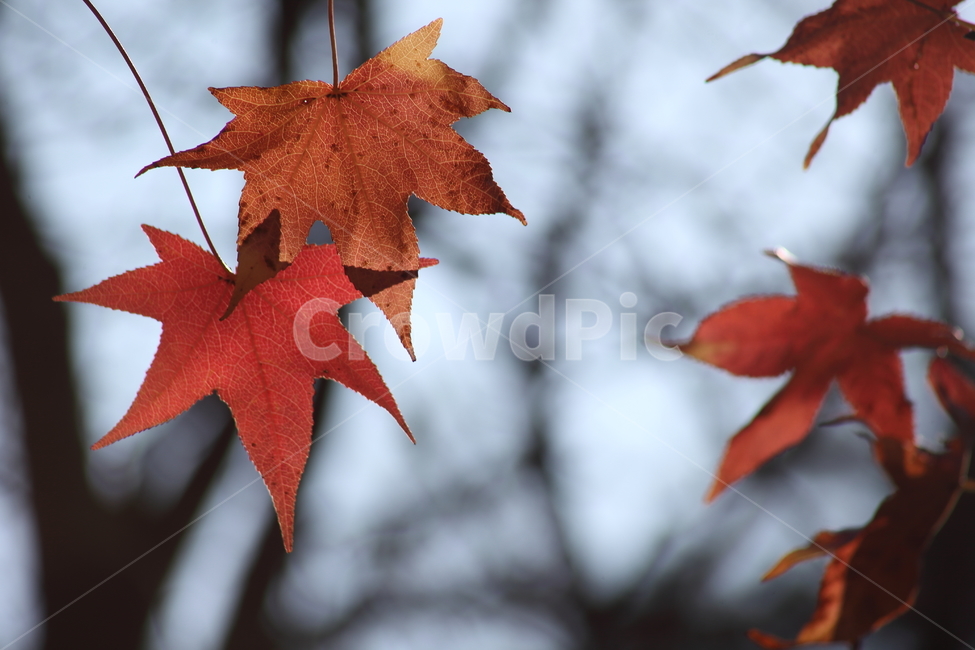 단풍,미국풍나무,가을,liquidambarstyraciflua,sweetgum,가을,계절,fall,autumn,season,leaf,잎,plant,식물,tree,나무,maple,bird,새,animal,동물