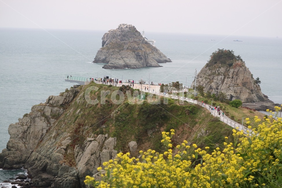 오륙도,바다,부산,유채꽃,풍경,자연,하늘,섬,관광지,푸른,바닷가,봄,sea,flower,nature,southkorea,sky,island,spring,landscape,자연,풍경,nature,landscape,한국자연풍경,한국자연경관,korea nature landscape,식물,plants,꽃,flower,outdoors,옥외,land,땅,promontory,곶,water,물,ocean,대양,shoreline,해안선