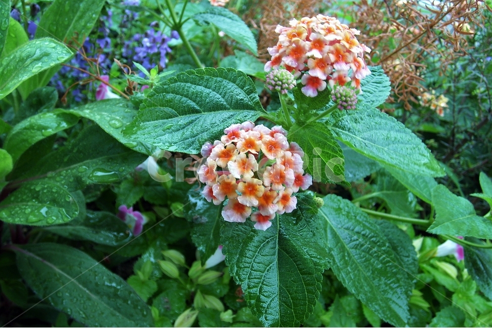 란타나,원예,정원,7색,칠변화,lantana,sevencolor,plant,bloom,flower,꽃,자연,beautiful,식물,자연,plants,nature,꽃,flower