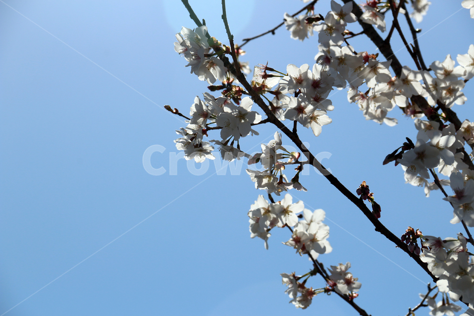 일본,가고시마,벚꽃,개화기,사쿠라,봄,봄,계절,spring,season,식물,자연,plants,nature,꽃,flower,plant,blossom