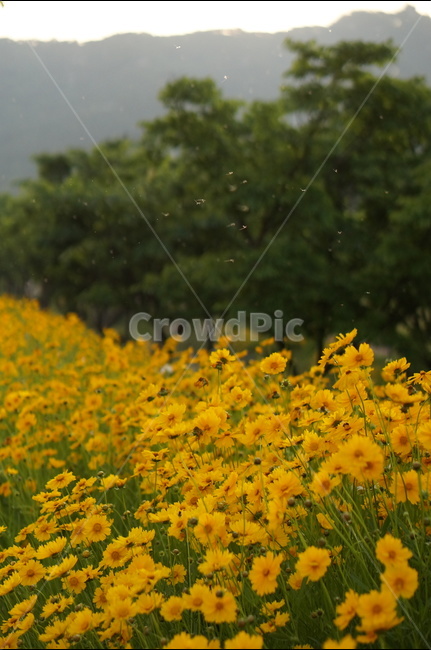 금계국,노랑색,꽃,풍경,봄,맑음,식물,자연,plants,nature,꽃,flower