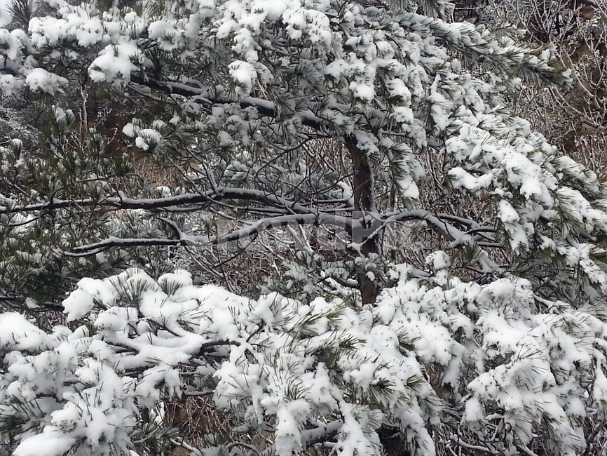 눈,설경,눈꽃,겨울산,겨울나무,얼음,자연,nature,ice,겨울,계절,winter,season,자연,풍경,nature,landscape