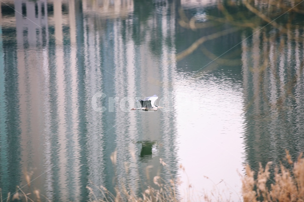 water,동물,bird,물,outdoors,새,옥외,animal,호수,lake,야생동물,철새