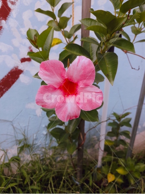 꽃,식물,flower,plant,꽃잎,꽃,flower