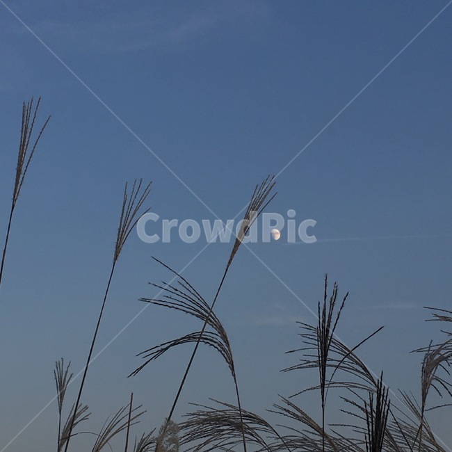 하늘공원,갈대,grass,달,moon,식물,plant,저녁,갈대축제