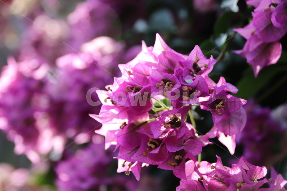 자연,꽃,꽃나무,풍경,수목원,식물,자연,plants,nature,꽃,flower