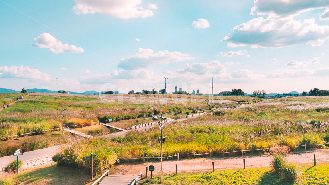풍경,자연,하늘공원,공원,갈대,가을,하늘,구름,자연,풍경,nature,landscape,outdoors,옥외