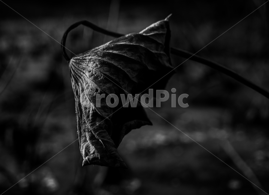 연,연잎,연밭,겨울,계절,식물,감성,식물,자연,plants,nature,흑백,모노톤,monochrome,black and white