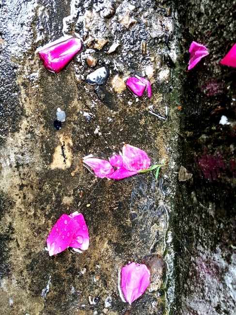 장미,꽃,식물,장미꽃,붉은,식물,자연,plants,nature,꽃,flower