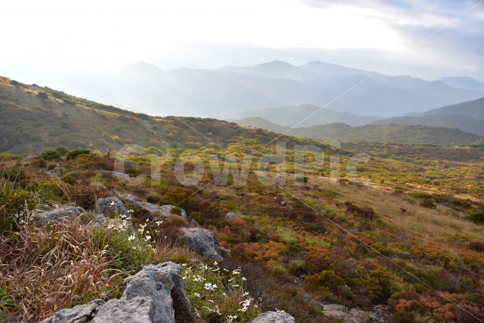 영축산,신불산,영남알프스가을,풍경,낙엽,명산,자연,비경,단풍나무,가을색,가을색채,가을풍경,운해,장관,구름,억새,영알,억새평전,mountain,landscape,가을,계절,fall,autumn,season,자연,풍경,nature,landscape,한국자연풍경,한국자연경관,korea nature landscape,outdoors,옥외,plateau,고원