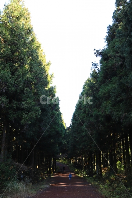 사려니숲길,제주도,제주,jeiu,감성,산책,데이트,여행,나무,힐링,자연,풍경,nature,landscape,식물,plants,나무,trees,wood,사람,인물,인간,human,person,어린이,어린아이,child,children,kid,tree,plant,fir,전나무
