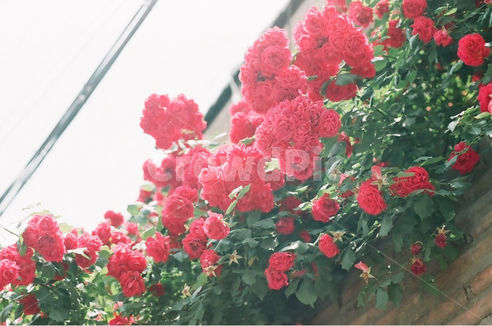 꽃,장미,봄,자연,감성,필름,식물,배경화면,빨강,계절,색상,색감,감성사진,spring,season,plants,nature,flower,sensible,feeling,color,redrose,red,rose,붉은꽃,사랑,예쁜,아름다운,식물,자연,plants,nature,꽃,flower,감성,sensible,feeling,색깔,색상,색채,색감,color sense,color sensitivity,feeling of color