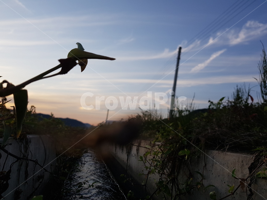 자연,nature,sky,하늘,구름,석양,수로,자연,풍경,nature,landscape,bird,새,animal,동물