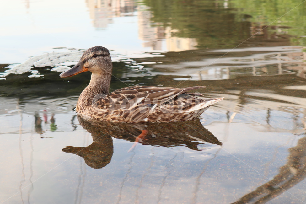오리,조류,동물,duck,깃털