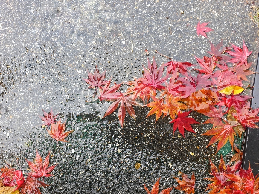 leaf,잎,plant,식물,tree,나무,단풍,가을,계절,fall,autumn,season