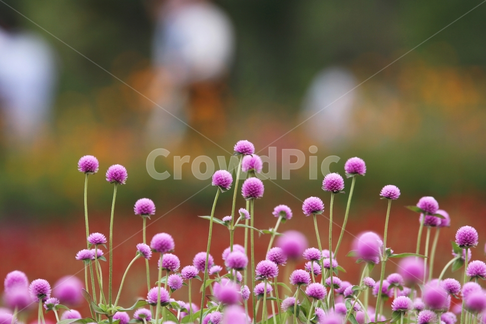 꽃,식물,천일홍,자연,감성사진,식물,자연,plants,nature,꽃,flower