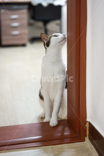 고양이,동물,애완동물,야옹이,코숏,동물,animal,포유류,mammal,고양이,cat,kitten,kitty
