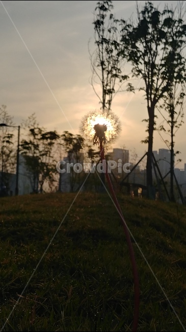 아침풍경,민들래,꽃모습,도시의꽃,공원풍경,자연,풍경,nature,landscape,light,빛,flare,플레어