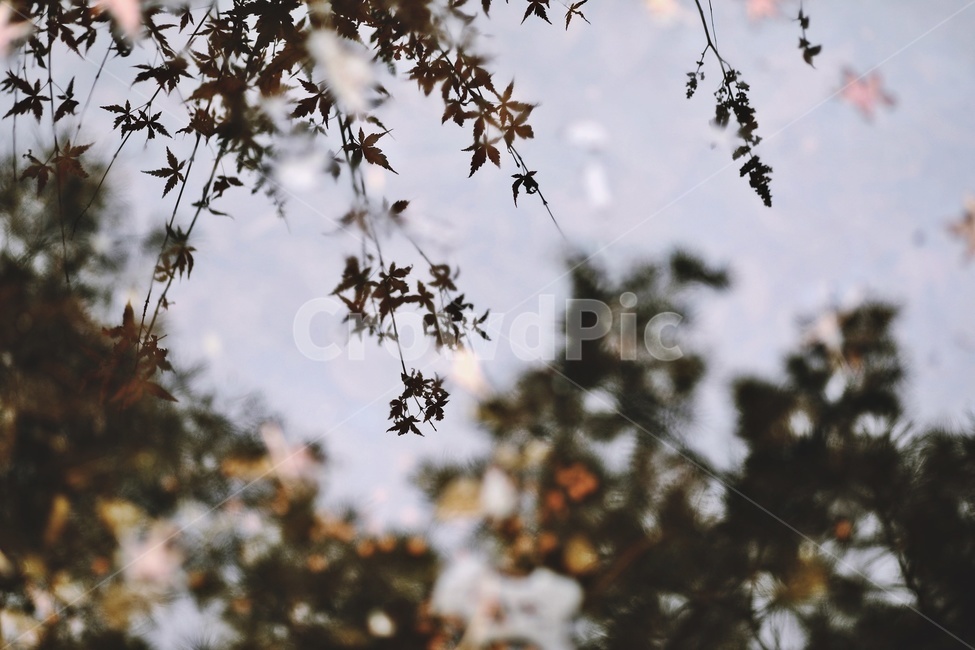나무,반영,공원,tree,reflection,park,그림자,실루엣,나뭇가지,단풍잎,silhouette,자연,풍경,nature,landscape,실루엣,그림자,silhouette,shadow,leaf,잎,plant,식물