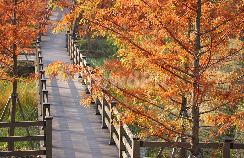 단풍,나무,가을,산책로,다리,공원,계절,가을,계절,fall,autumn,season,자연,풍경,nature,landscape,handrail,난간,banister,bridge,building,건물,boardwalk