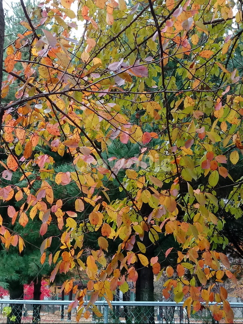 단풍,단풍잎,단풍나무,가을,leaf,잎,plant,식물,tree,나무,계절,fallautumnseason,outdoors,옥외,자연풍경,naturelandscape,가을,계절,fall,autumn,season