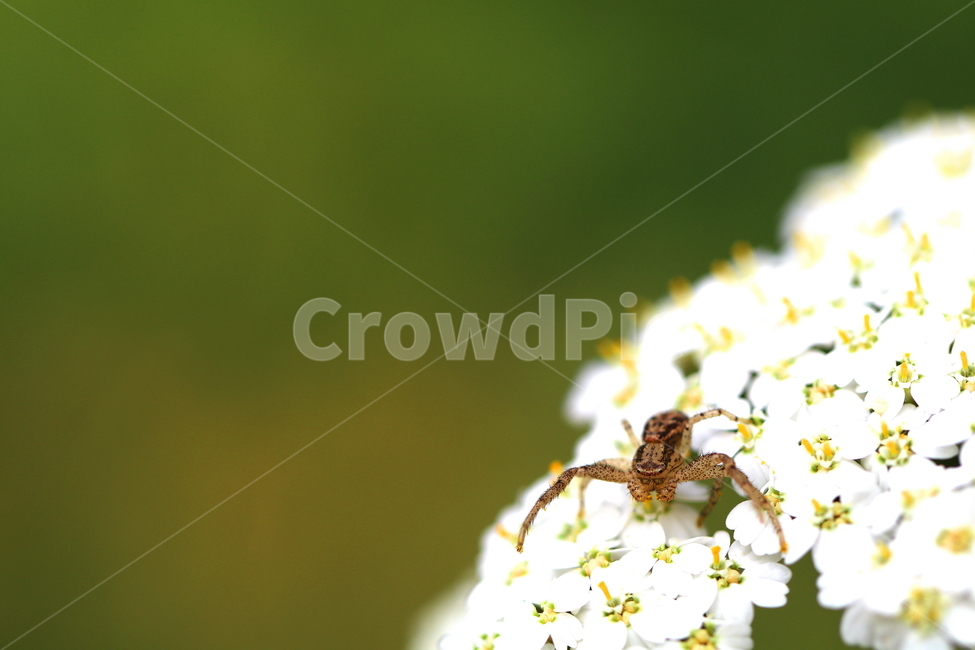 동물,곤충,거미,식물,꽃,자연,식물,자연,plants,nature,꽃,flower,동물,animal,곤충,벌레,insect,bug