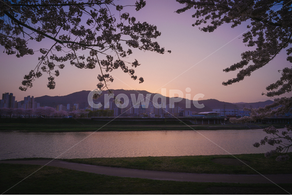 cherryblossoms,벚꽃,봄,꽃,일몰,순천만정원,꽃축제,핑크,분홍,체리블라썸,강가,산책,여유,한적,sunset,봄,계절,spring,season,도시,풍경,city,landscape,한국도시풍경,한국도시경관,korea cityscape,색깔,색상,색채,색감,color sense,color sensitivity,feeling of color,tree,나무,plant,식물