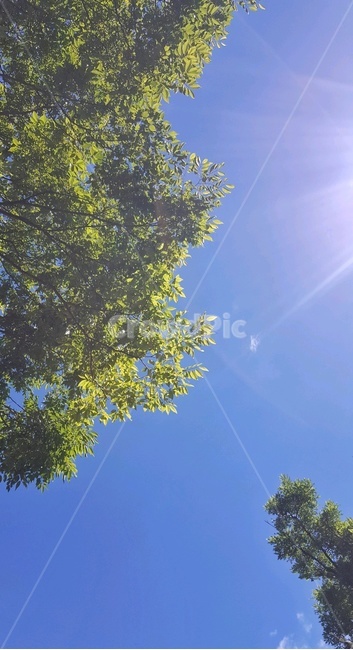 나무,여름,햇빛,햇살,맑음,하늘,밝음,여유,자연,풍경,nature,landscape,sunlight,tree,plant,식물,light,빛,flare,플레어