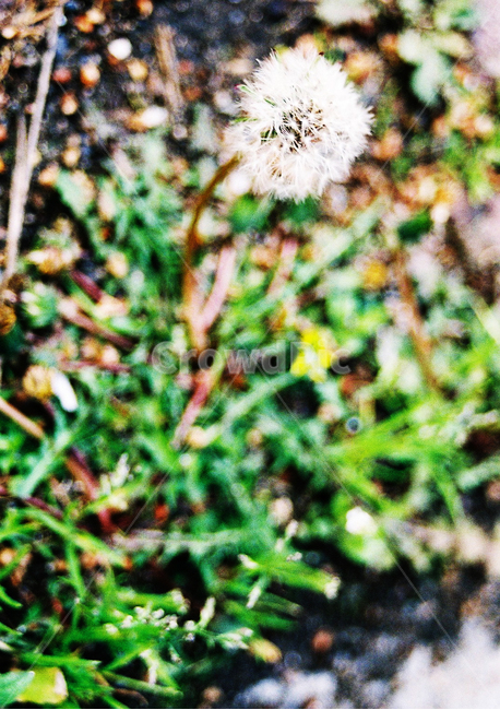 식물,민들레,꽃,씨앗,자연,식물,자연,plants,nature,꽃,flower