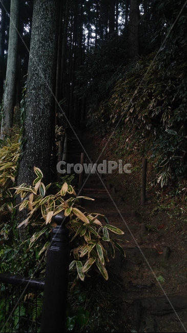 산,계단,숲길,나무,tree,식물,자연,풍경,nature,landscape,plant