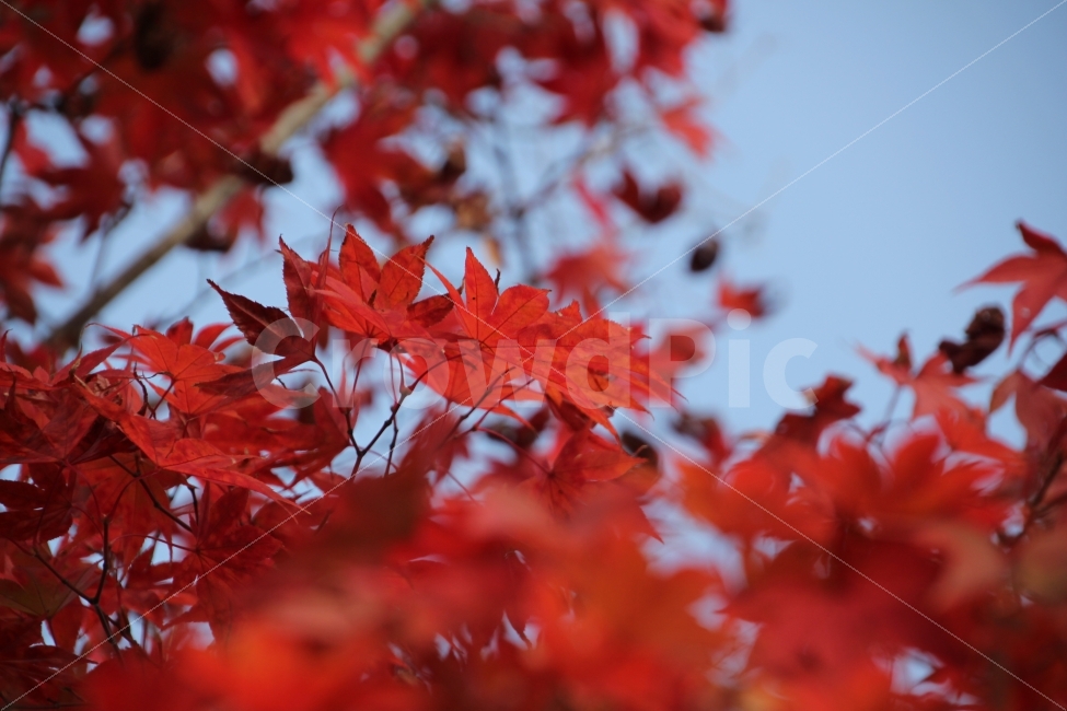 붉음,단풍,가을,자연,나무,식물,자연,plants,nature,가을,계절,fall,autumn,season,leaf,잎,plant,tree