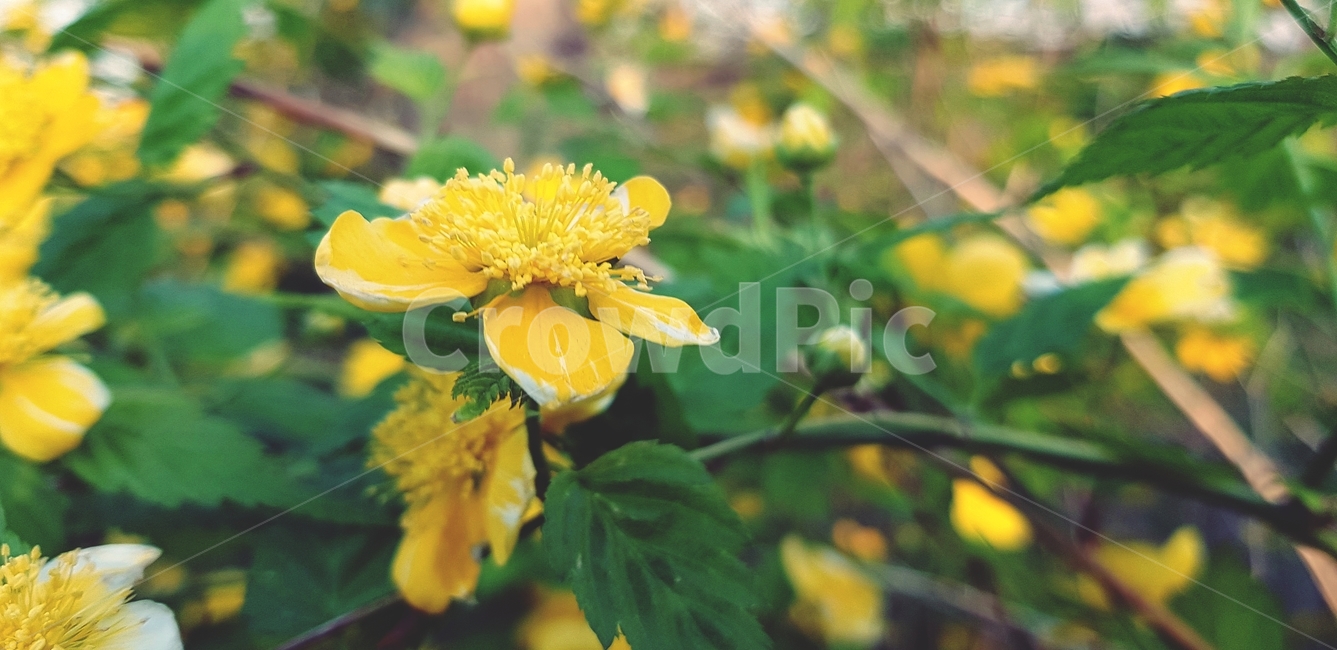꽃,들꽃,노란꽃,식물,flower