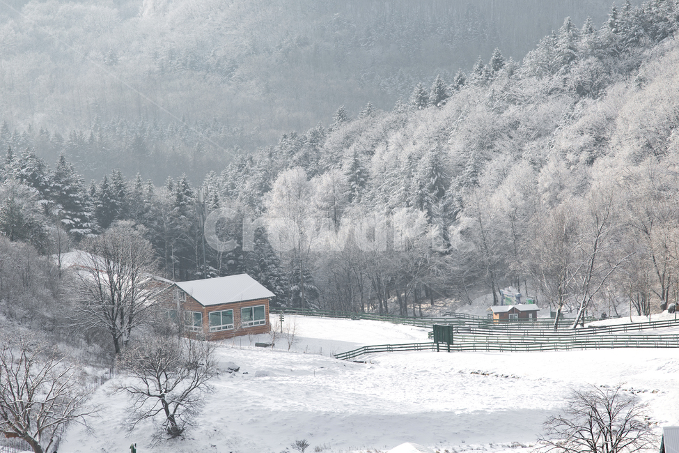 겨울,눈꽃,설경,강원도,눈,나무,폭설,화이트,블루,파란하늘,winter,snow,자연,ice,집,마을,대관령,양떼목장,풍경,풍경배경,배경,겨울배경,겨울,계절,winter,season,자연,풍경,nature,landscape