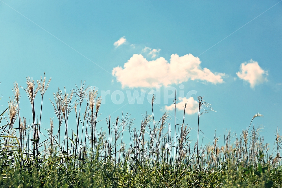 갈대,억새,식물,자연,하늘,구름,여름,생태공원,자연,풍경,nature,landscape,grass,잔디,plant,lawn
