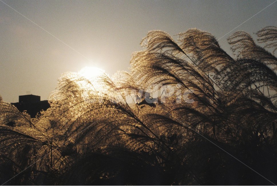 갈대,자연,꽃,가을,억새,가을,계절,fall,autumn,season,식물,자연,plants,nature,감성,sensible,feeling,grass,잔디,plant,lawn,reed