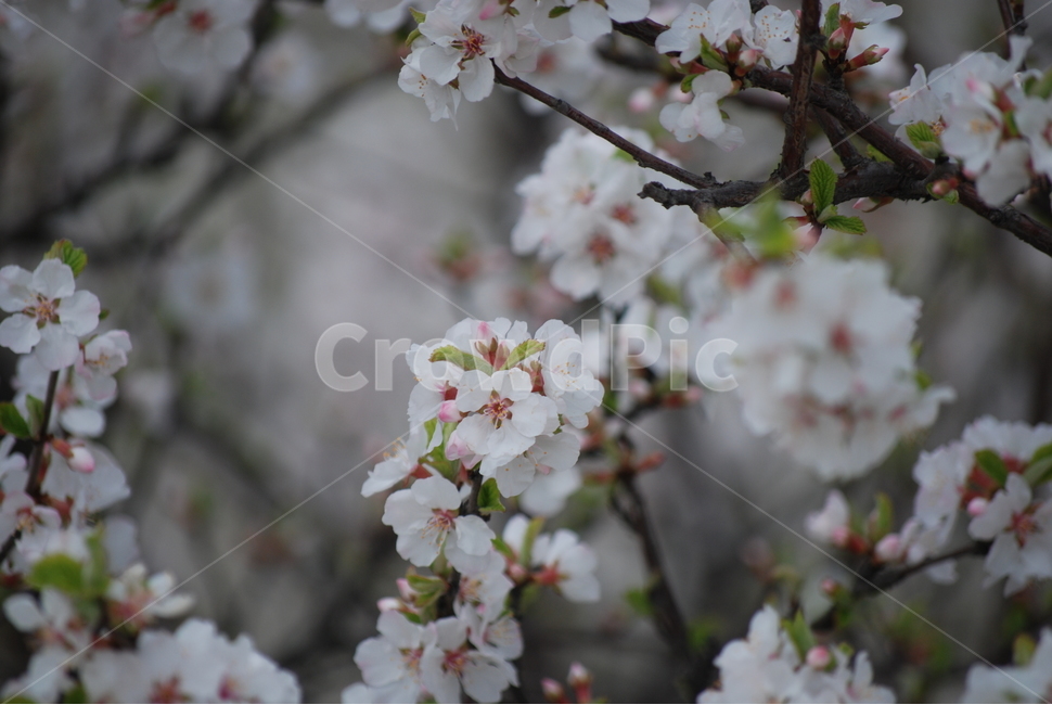 꽃,벚꽃,매화,봄,겨울,봄꽃,겨울꽃,꽃잎,flower,cherryblossom,spring,winter,식물,자연,plants,nature,꽃,flower