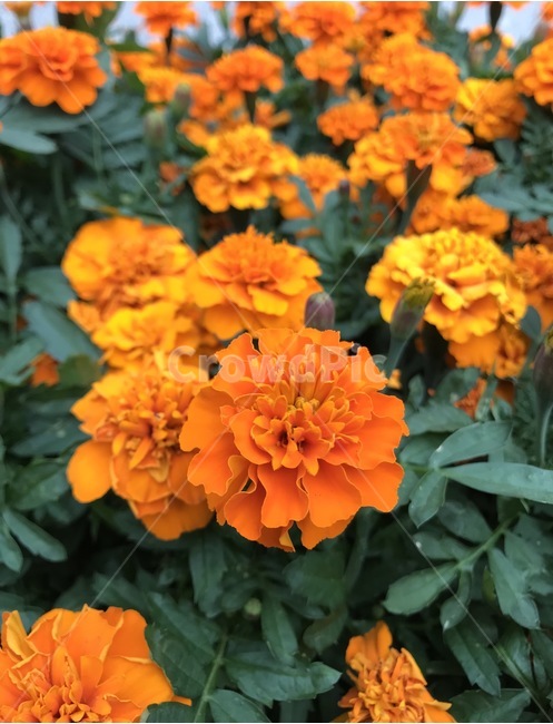 flower,플라워,꽃,자연,식물,식물,자연,plants,nature,꽃,flower