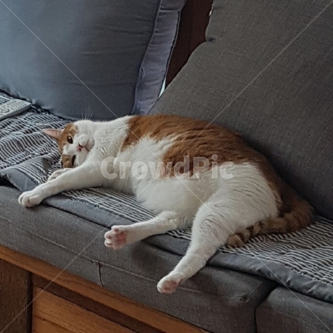 고양이,코숏,낮잠,뱃살,발바닥,젤리,동물,animal,포유류,mammal,고양이,cat,kitten,kitty