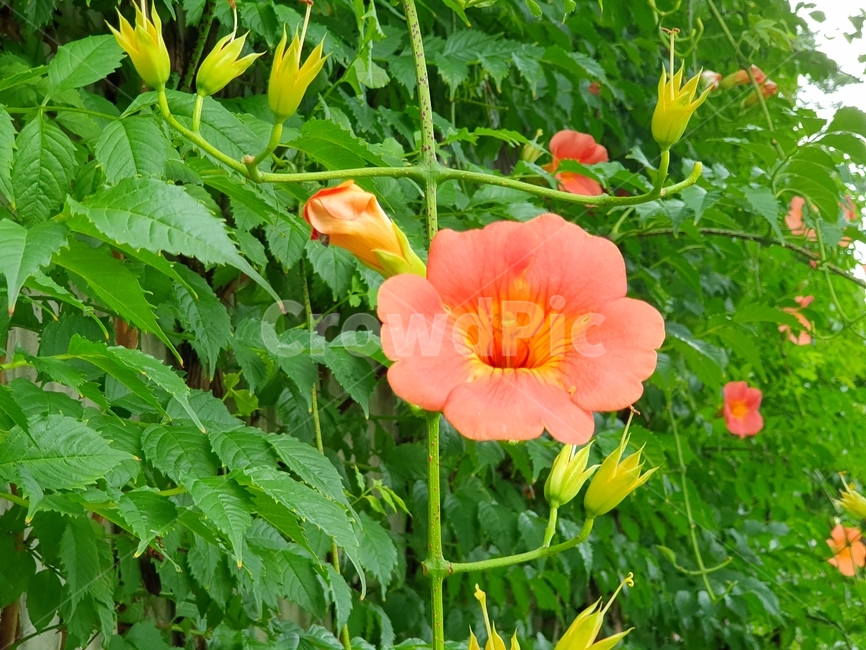 능소화,담쟁이,주황색,coralpink,꽃,flower