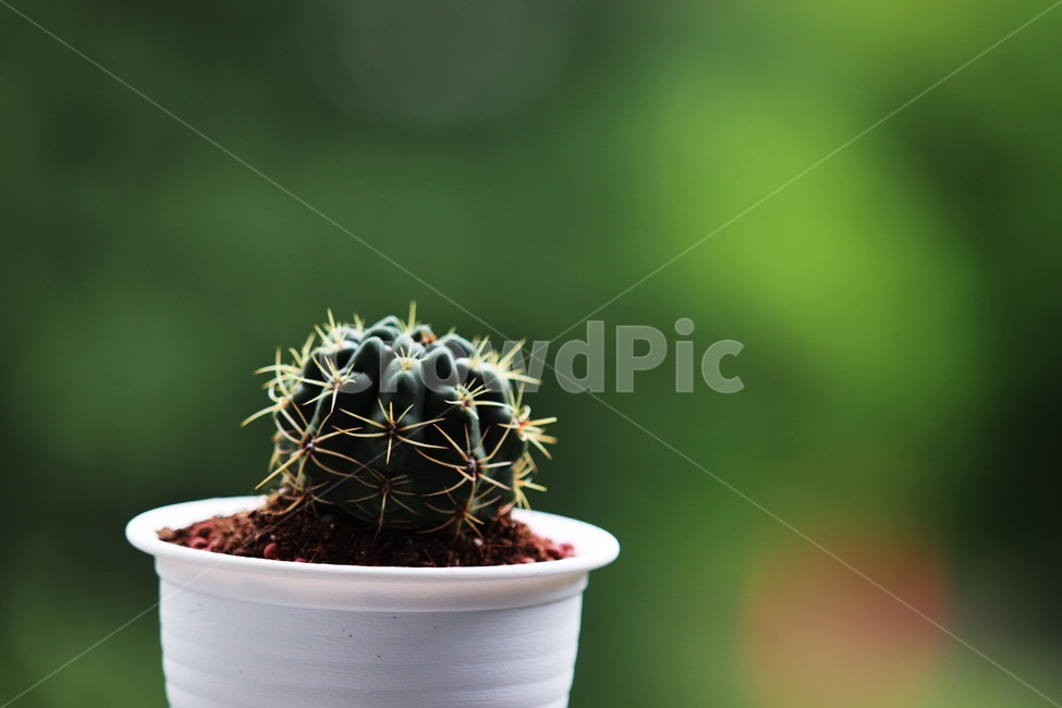 티에라,식물,선인장,가시,화분,실내용화초,화분,화초,house plant