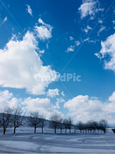 겨울,풍경,겨울풍경,설경,눈,배경,일본,삿포로,겨울,계절,winter,season,자연,풍경,nature,landscape,outdoors,옥외,azure sky,푸른 하늘,sky,하늘,weather,날씨