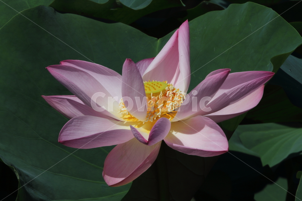 연,꽃,식물,연꽃,lotus,식물,자연,plants,nature,꽃,flower