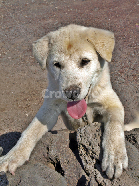 강아지,개,동물,멍멍이,새끼,동물,animal,포유류,mammal,개,강아지,dog,doggy