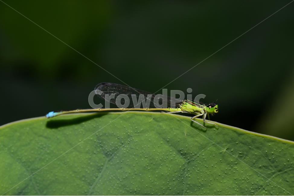 자연,접사,근접촬영,곤충,macro,micro,녹색,green,실잠자리,closeup,연잎,동물,animal,곤충,벌레,insect,bug