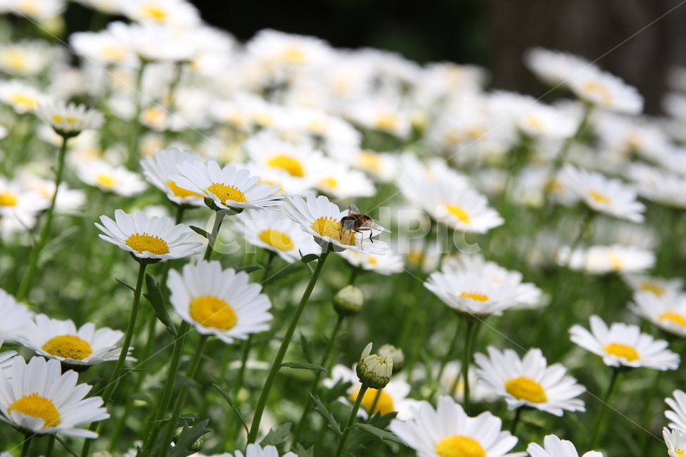 여름,가을,들꽃,꽃,플라워,wildflower,flower,summer,fall