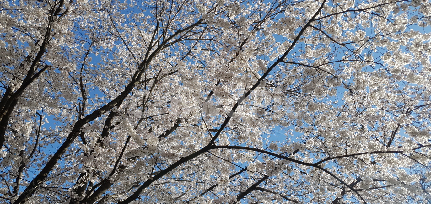 식물,꽃,벚꽃,봄,spring
